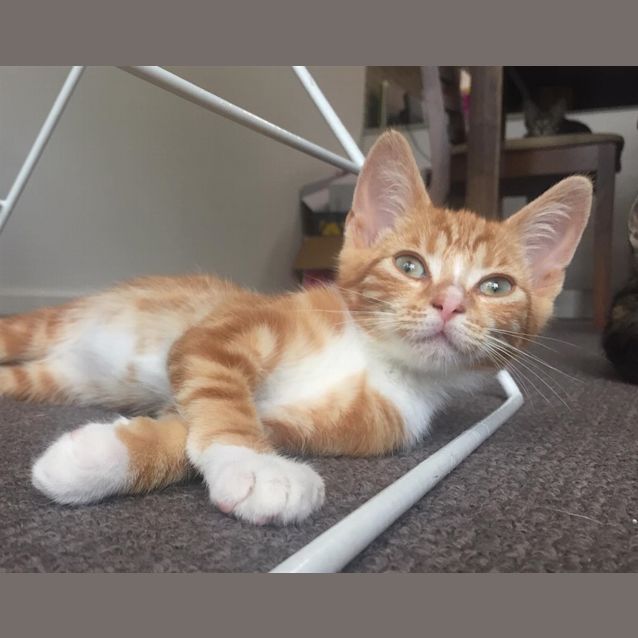 Photo of Goose