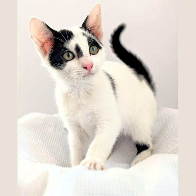 Photo of Puddy Tat