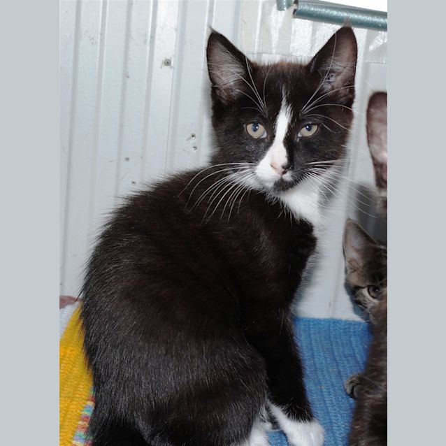 Photo of Harvey