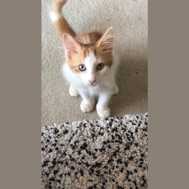 Photo of Dorito