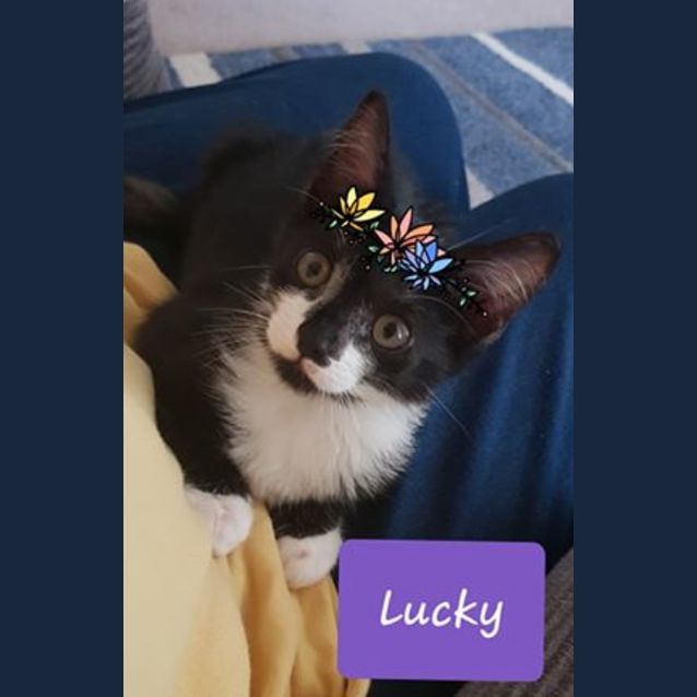 Photo of Lucky 