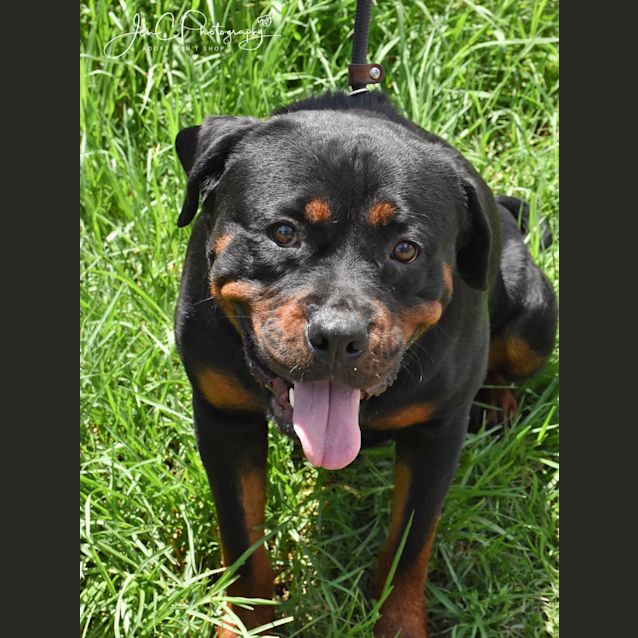 Photo of Sammie ** Pure Breed Rottweiler **