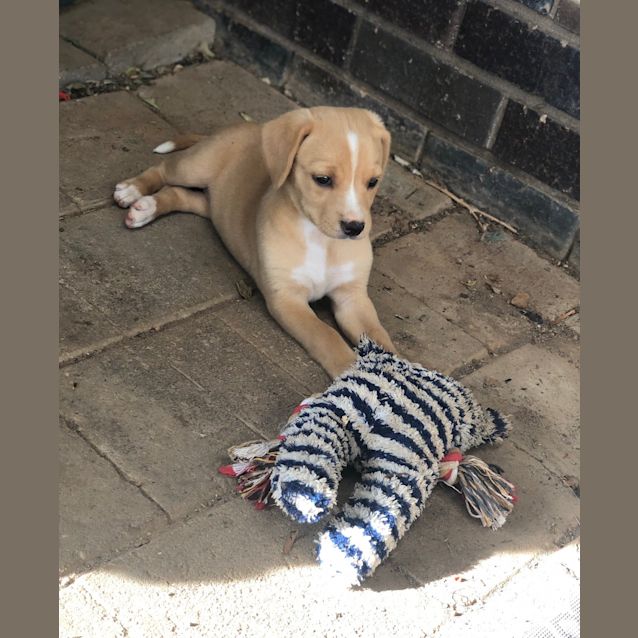 Photo of Willow
