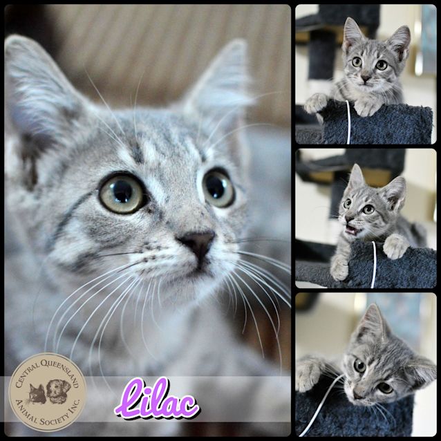 Photo of Lilac