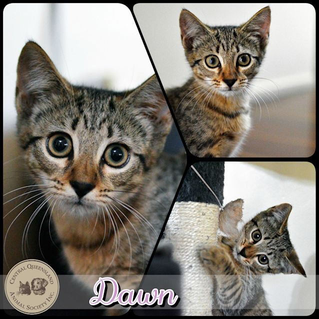 Photo of Dawn 