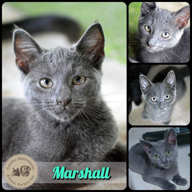 Photo of Marshall 