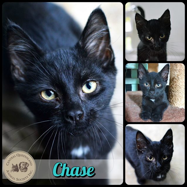 Photo of Chase 