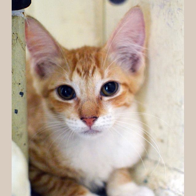 Photo of Sherbie 
