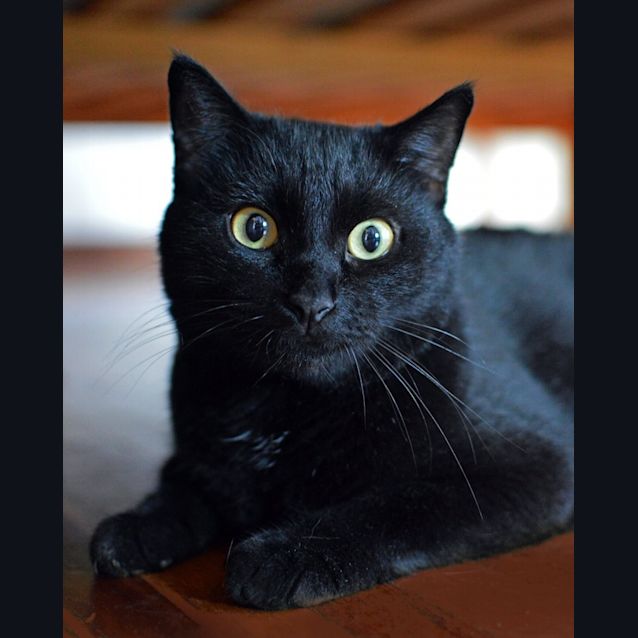 Photo of Valentino 