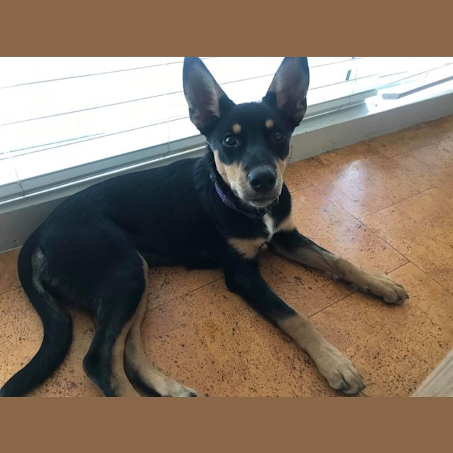 Photo of Ember