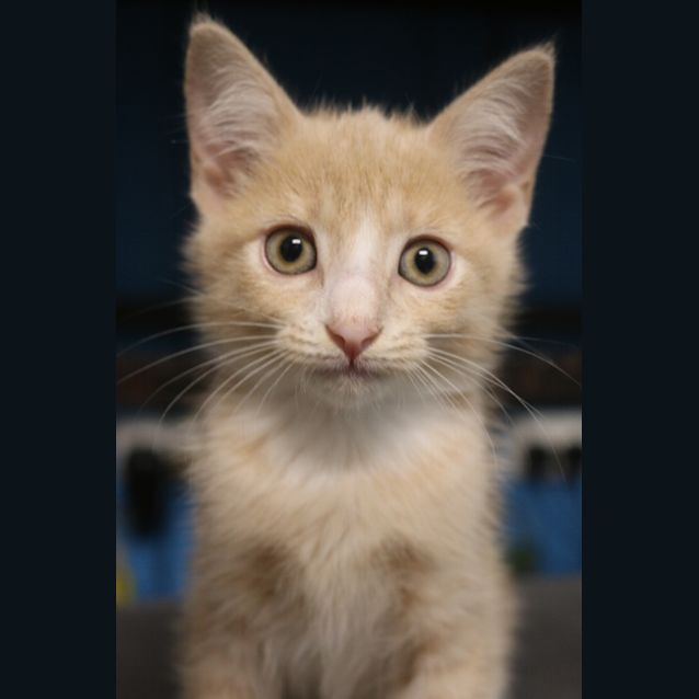Photo of Sully