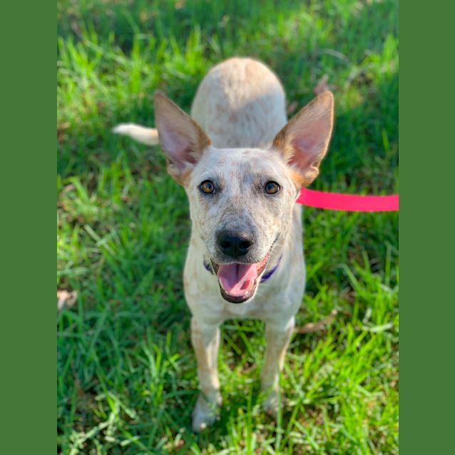 Photo of Jemma ~ Adoption Pending ~