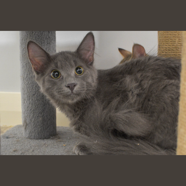 Photo of Smokey