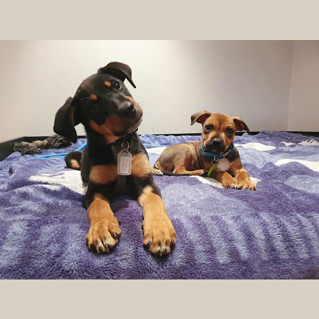 Photo of Puppy Norbert Dl2397