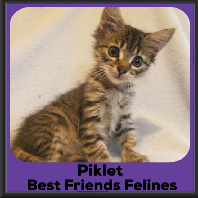 Photo of Piklet