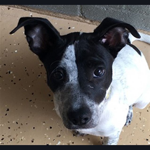 Photo of Oreo