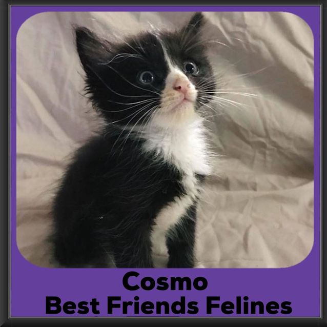 Photo of Cosmo