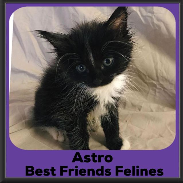 Photo of Astro