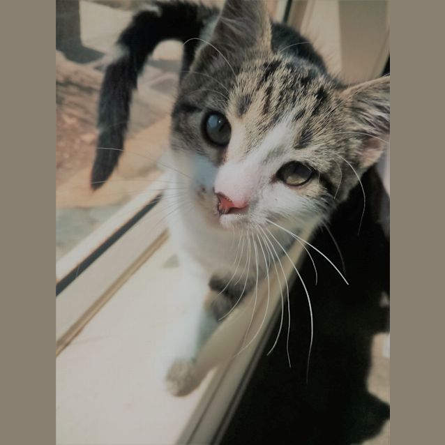 Photo of Gizmo
