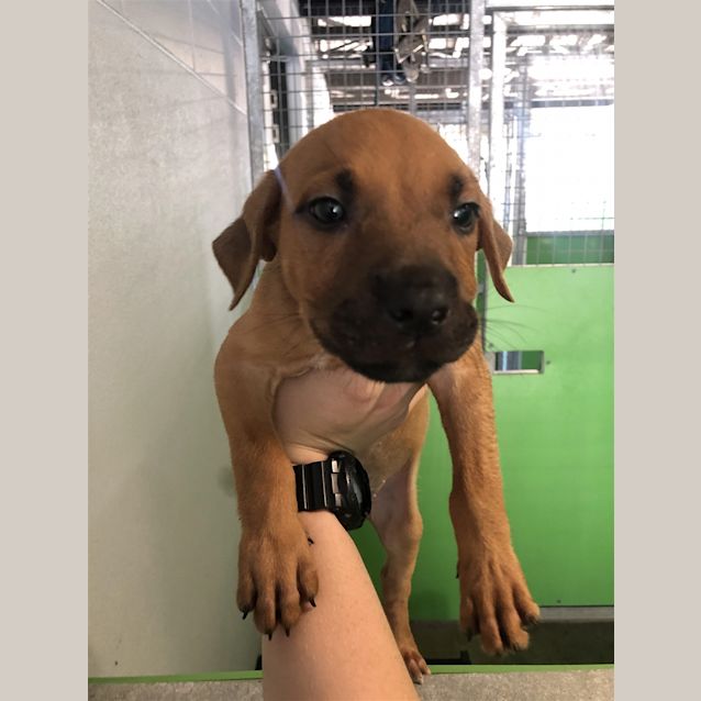 Photo of Taboo (Jax)