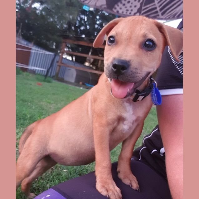 Photo of Kiwi ~ 14 Wk Amstaff Puppy ~ On Trial 26/3/2020