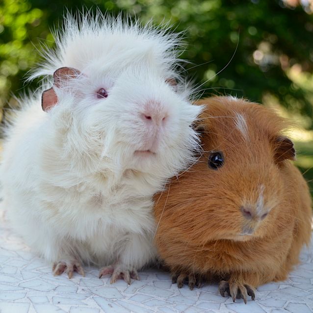 Photo of Alistair And Norman