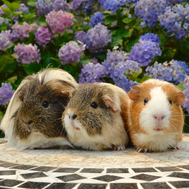 Photo of Dallas Nicki And Penny