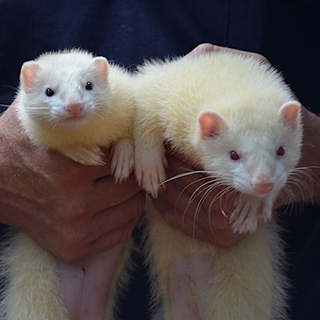 Photo of Tink And Flip