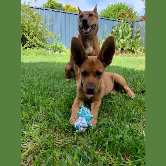 Photo of Puppy Bugs Dl2398