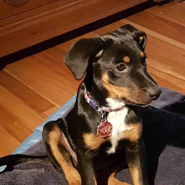 Photo of Puppy Nellie Dl2387