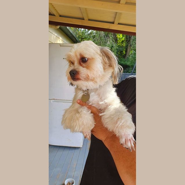 Photo of Bam Bam & Pebbles