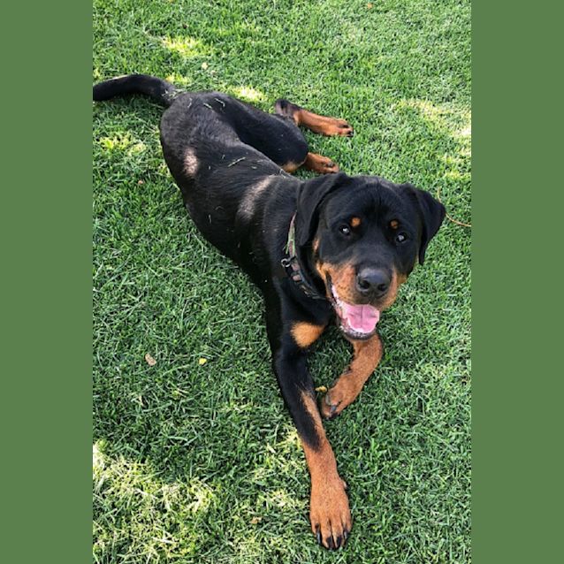Photo of Jack  Would Love A Doggy Friend