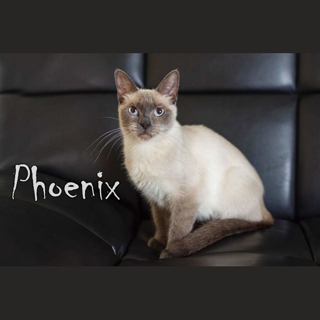 Photo of Phoenix