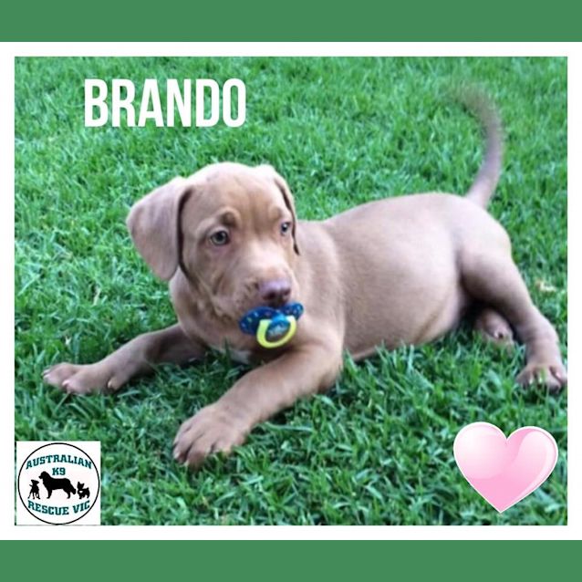 Photo of Brando 🧡🧡