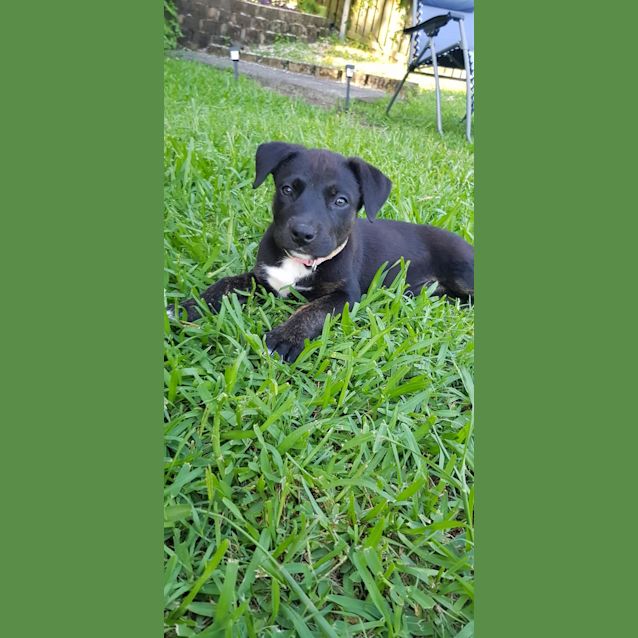 Photo of Olive
