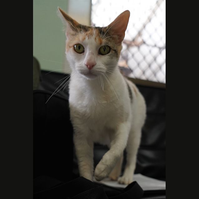 Photo of Cleo