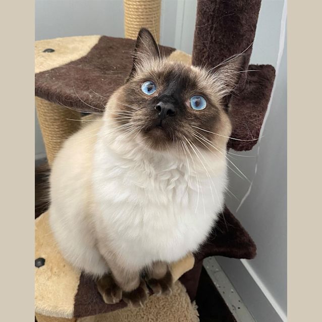 Photo of Humphrey