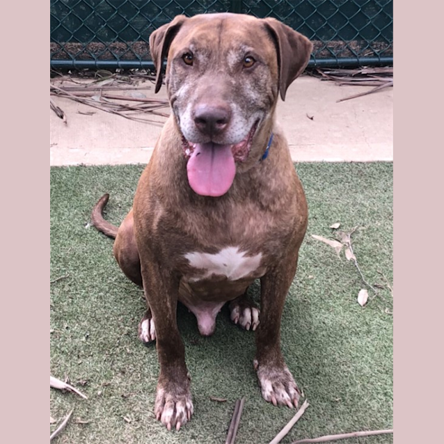 Photo of Diesel