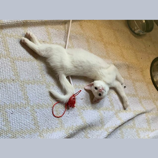 Photo of Glenn, Doyle & Greta