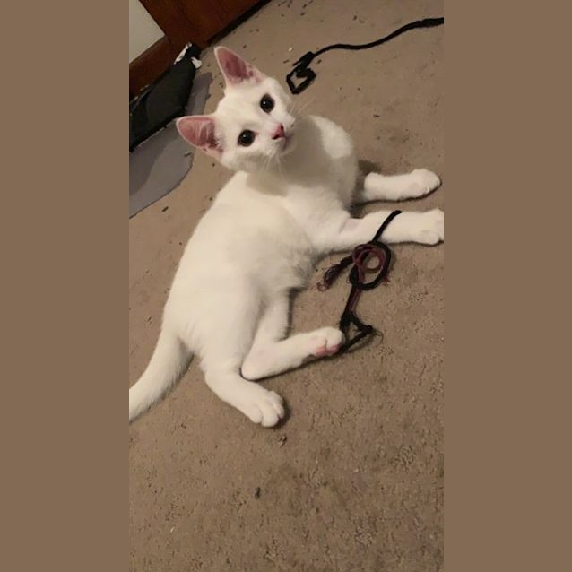 Photo of Glenn, Doyle & Greta