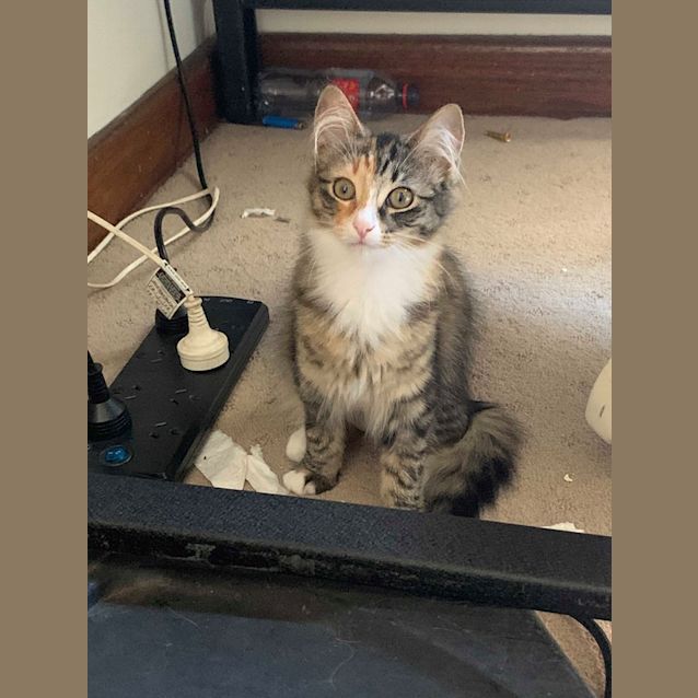 Photo of Glenn, Doyle & Greta