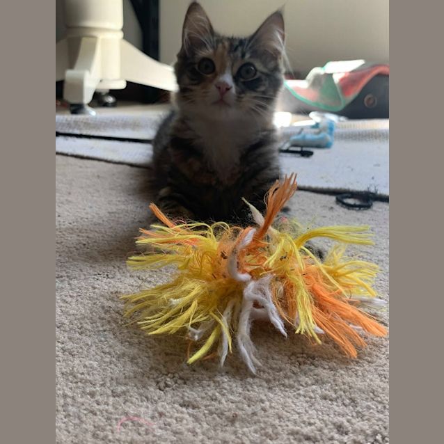 Photo of Glenn, Doyle & Greta