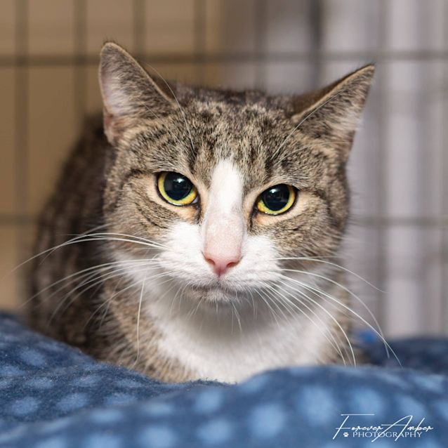 Photo of Noeleen **2nd Chance Cat Rescue**
