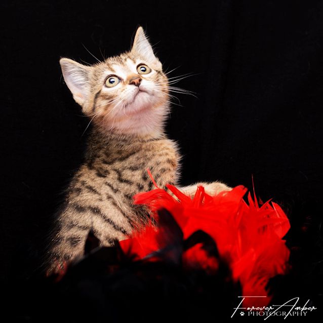 Photo of Elena **2nd Chance Cat Rescue**