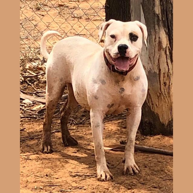 Photo of Philly   American Bulldog