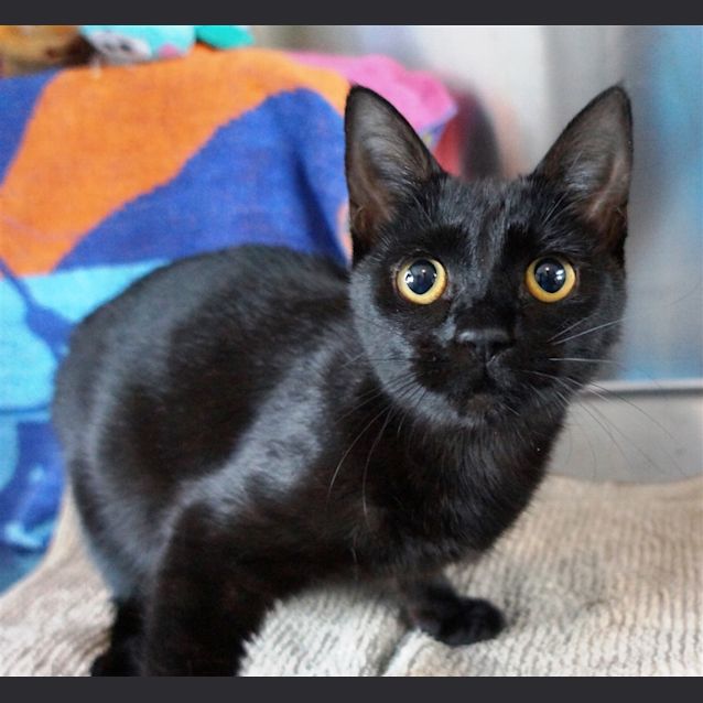 Photo of Poppy