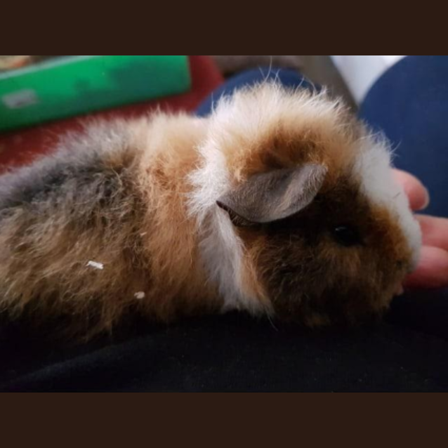 rex guinea pig