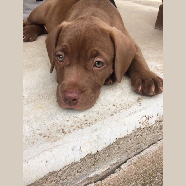 Photo of Missy Moo 💙💙