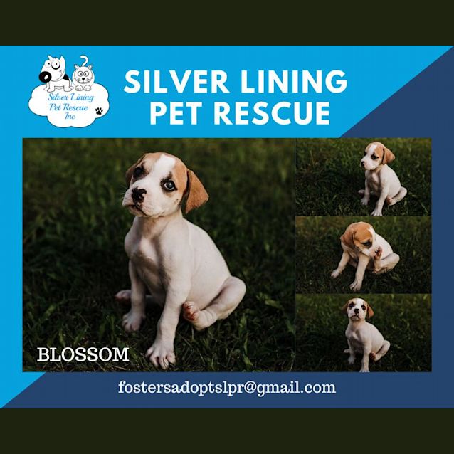 Photo of Blossom