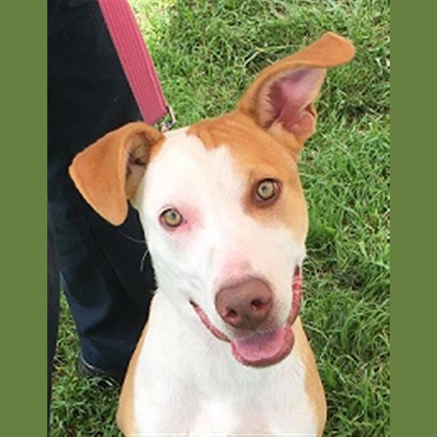 Photo of Patches
